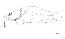Image of Pogonophryne macropogon (Greatbeard plunderfish)