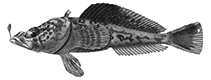 Image of Pogonophryne marmorata (Marbled plunderfish)