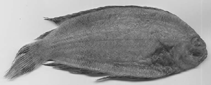 Image of Poecilopsetta multiradiata 