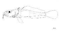 Image of Pogonophryne permitini (Finespotted plunderfish)