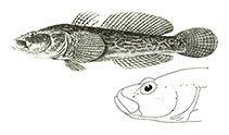 Image of Ponticola platyrostris (Flatsnout goby)