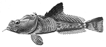 Image of Pogonophryne scotti (Saddleback plunderfish)