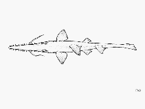 Image of Pristiophorus cirratus (Common sawshark)