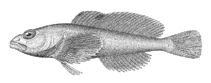 Image of Procottus jeittelesii (Red sculpin)