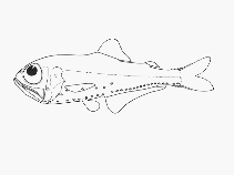 Image of Protomyctophum subparallelum (Subparallel lanternfish)