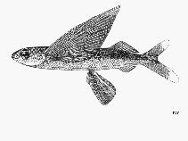 Image of Prognichthys tringa (Tringa flyingfish)