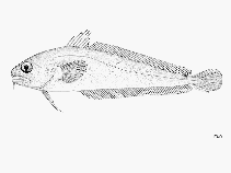 Image of Pseudophycis breviuscula (Northern bastard codling)