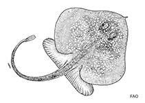 Image of Pseudoraja fischeri (Fanfin skate)