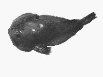 Image of Psychrolutes marcidus (Smooth-head blobfish)