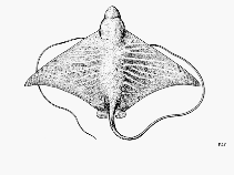 Image of Aetomylaeus asperrimus (Rough eagle ray)