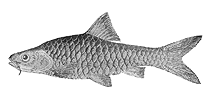 Image of Barbodes clemensi 