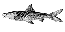 Image of Barbodes disa 