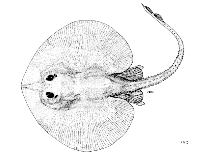 Image of Rajella annandalei (Annandale\