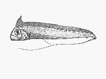 Image of Radiicephalus elongatus (Tapertail)