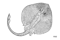 Image of Rajella fuliginea (Sooty skate)