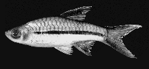 Image of Rasbora sarawakensis 