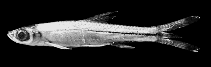 Image of Rasbora subtilis 