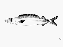 Image of Rexea antefurcata (Long-finned escolar)