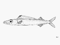 Image of Rexichthys johnpaxtoni (Paxton\