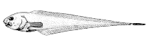 Image of Rhinoliparis attenuatus (Slim snailfish)