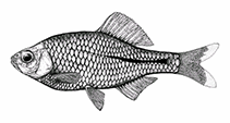 Image of Rhodeus colchicus 