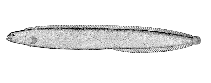 Image of Rhodymenichthys dolichogaster (Stippled gunnel)