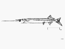 Image of Rhynchorhamphus malabaricus (Malabar halfbeak)