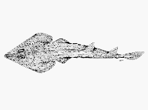 Image of Acroteriobatus ocellatus 