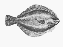 Image of Rhombosolea tapirina (Greenback flounder)