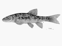 Image of Rhinichthys umatilla (Umatilla dace)