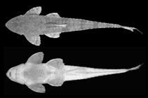 Image of Rineloricaria strigilata (Santa Cruz whiptail catfish)