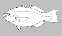 Image of Sparisoma rocha (Trindade parrotfish)