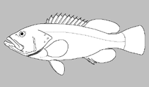 Image of Luzonichthys microlepis (Slender splitfin)