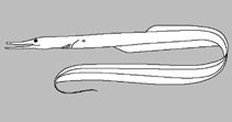 Image of Serrivomer bertini (Thread eel)