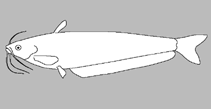 Image of Pterocryptis buccata (Cave sheatfish)