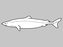 Image of Scymnodalatias albicauda (Whitetail dogfish)