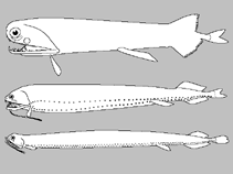 Image of Photonectes banshee (Banshee dragonfish)