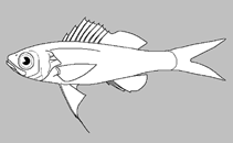 Image of Symphysanodon parini (Sala y Gómez Slopefish)