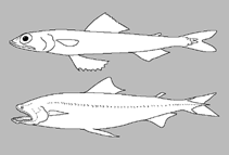 Image of Synodus marchenae (Lizardfish)