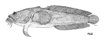 Image of Sanopus astrifer 