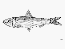 Image of Sardinella marquesensis (Marquesan sardinella)