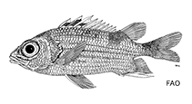 Image of Sargocentron poco (Saddle squirrelfish)