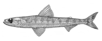 Image of Saurida suspicio (Suspicious lizardfish)