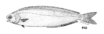 Image of Schedophilus huttoni (New Zealand ruffe)