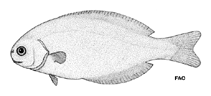 Image of Schedophilus maculatus (Pelagic butterfish)