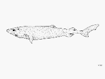 Image of Scymnodalatias sherwoodi (Sherwood dogfish)