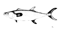 Image of Scomberomorus sinensis (Chinese seerfish)