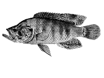 Image of Serranochromis angusticeps (Thinface cichlid)
