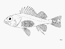 Image of Sebastes cortezi (Cortez rockfish)