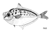 Image of Deveximentum hanedai 